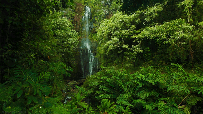 Waterfall nature rain forest GIF on GIFER - by Sat