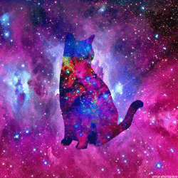 Cat pizza cat space tumblr cat GIF on GIFER - by Grarus