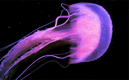 Jellyfish GIFs - Get the best gif on GIFER