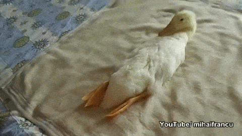 Топающий утенок гифка