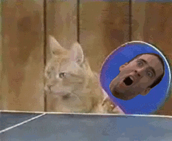 Cage Wut Gif On Gifer By Cordabandis