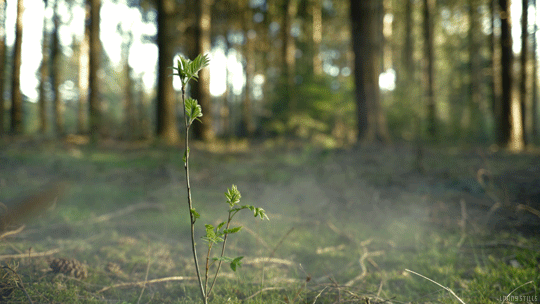 Twig naturaleza trees GIF GIFER - by Fordregda