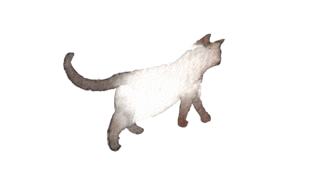 transparent cat gif