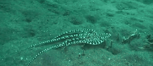 octopus gif tumblr