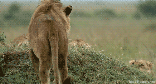 Lion attack GIFs - Get the best gif on GIFER
