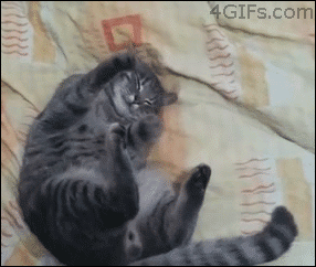 Knead pattes patte GIF sur GIFER - par Zolotaur