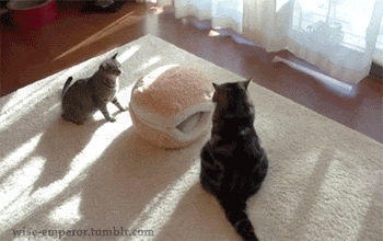 Chaton chats chatons GIF sur GIFER - par Runefist