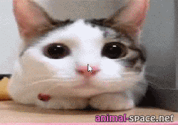 Moving Cat Images GIFs  Tenor