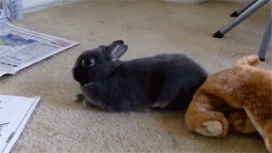 Animals rabbit tired GIF on GIFER - by Akit
