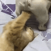 1vTZ.gif