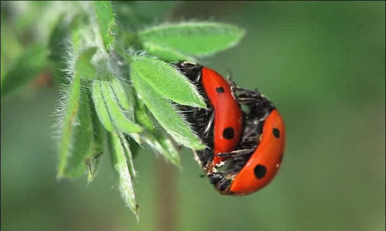 The perfect goodmorning morning ladybug animated gif for your conversation....