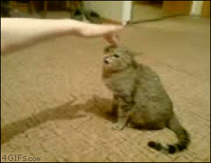 raging animals angry cat gif