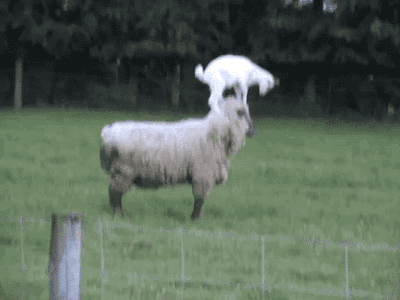 GIF animals goat lamb - animated GIF on GIFER - by Zular