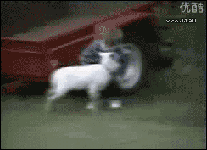 Goat bully GIF on GIFER - by Dulkis