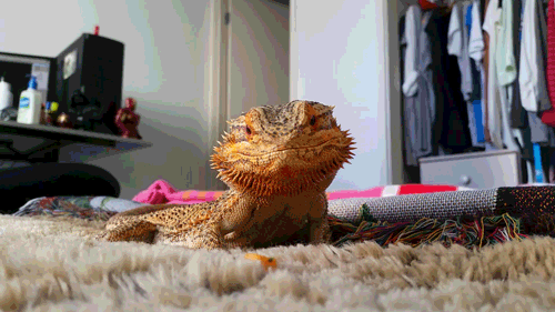 cute bearded dragon gif