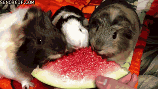 GIF guinea pigging watermelon - animated GIF on GIFER - by Marimand