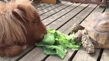 turtle eating lettuce gif