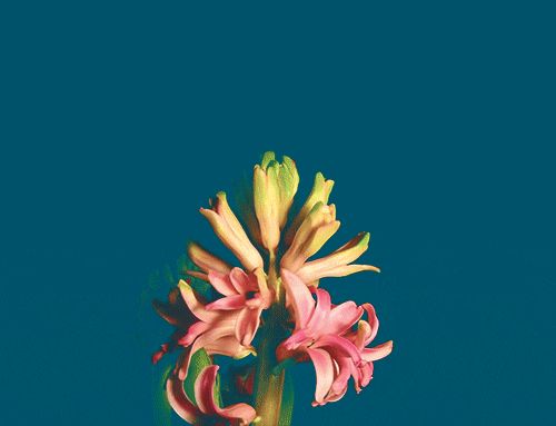 flower blooming gif tumblr