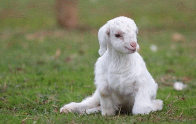 GIF Goat Animated GIF On GIFER By Mataur