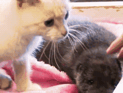 Otter Gata Deportivo Gif On Gifer By Forcesmasher Otter Gata Deportivo Gif On Gifer By Forcesmasher