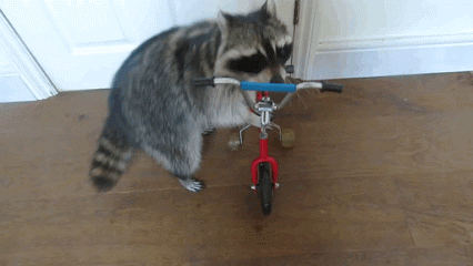 Estou Sentindo Uma Treta / Guaxinim / Risada Maligna GIF - Racoon Treta  UpToSomething - Discover & Share GIFs