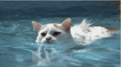 Гифка котенок киска плавает гиф картинка, скачать анимированный gif на  GIFER от Delalhala