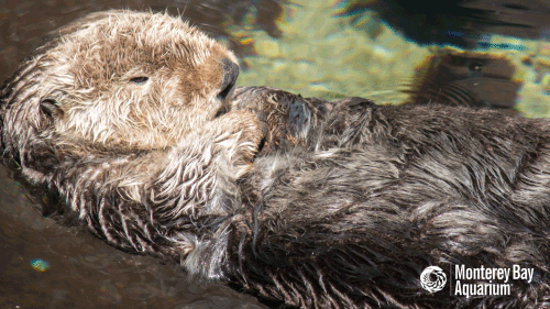 Gata Loutre Gif On Gifer By Kulagda Gata Loutre Gif On Gifer By Kulagda