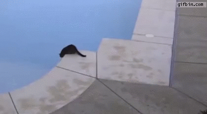 Image result for cat being thrown into pool animated gif