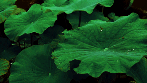 Plants GIF on GIFER - by Ghoris