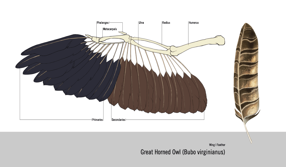 Строение крыла птицы. Анатомия крыла Совы. Анатомия крыльев. Птичьи Крылья анатомия.