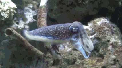 Risultato immagini per cuttlefish fail    gif"