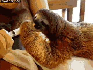 Gif Tiere Animais Animaux Animated Gif On Gifer By Modighma