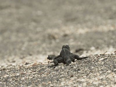 GIF snake iguana hides - animated GIF on GIFER