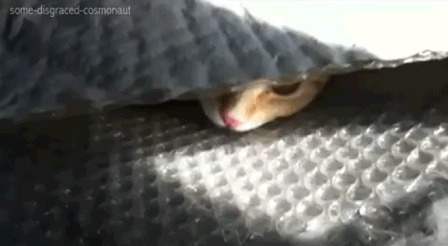 hiding cat gif