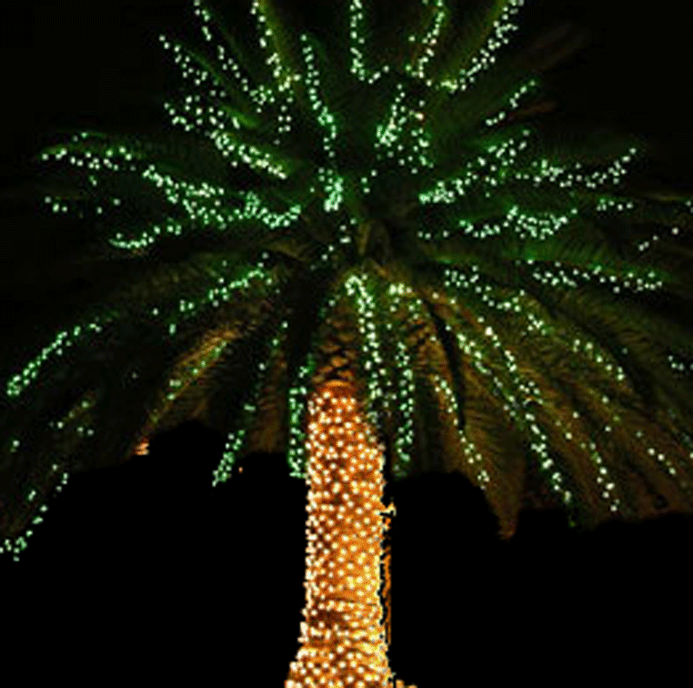 Trees GIF on GIFER by Bralas