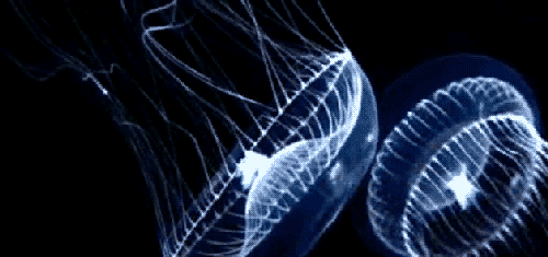 Biology blog marine GIF on GIFER - by Flamerunner