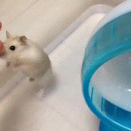 2N3T.gif