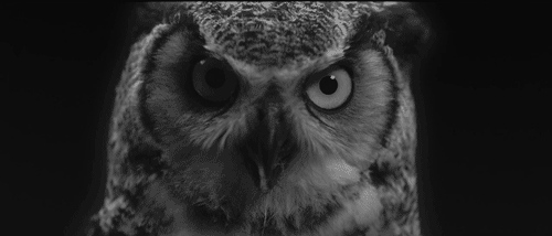 girl owl gif