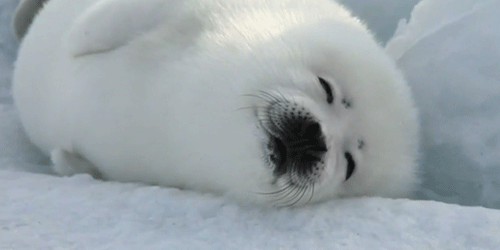 GIF baby adorable seal - animated GIF on GIFER - by Arcaneshade