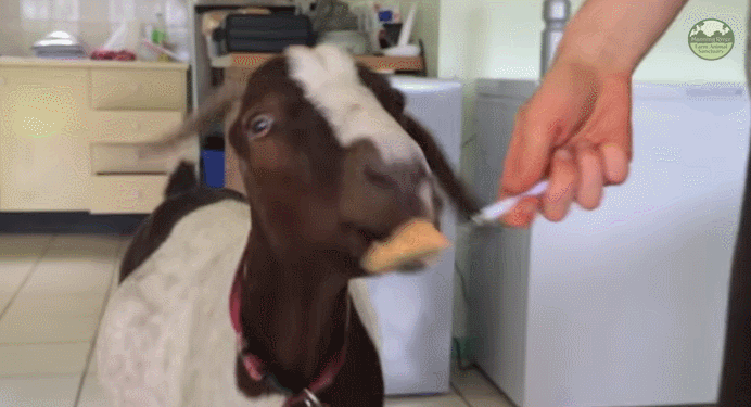 GIF: goat, peanut, butter, from Drelatus Download GIF bode, ziege, cabra, o...