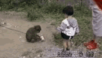 Monkey animal attack monkey attack GIF on GIFER - by Coilas