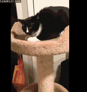 Gif Gatinhos Katzen Enfants Animated Gif On Gifer By Tentrius