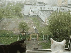 cold cat gif