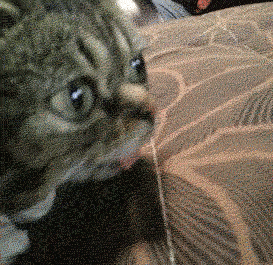 lil bub grumpy cat gif