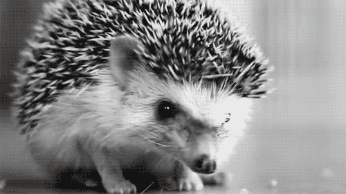 Hedgehog black and white animal GIF on GIFER - by Blackdragon