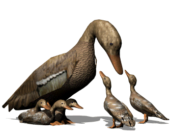 duck gif on gifer by bakazahn