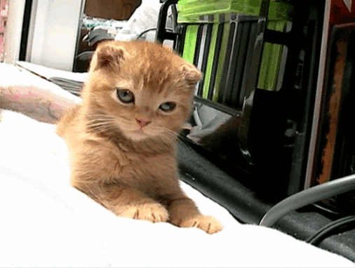 Axolotl Yawn Gif On Gifer By Buzazan