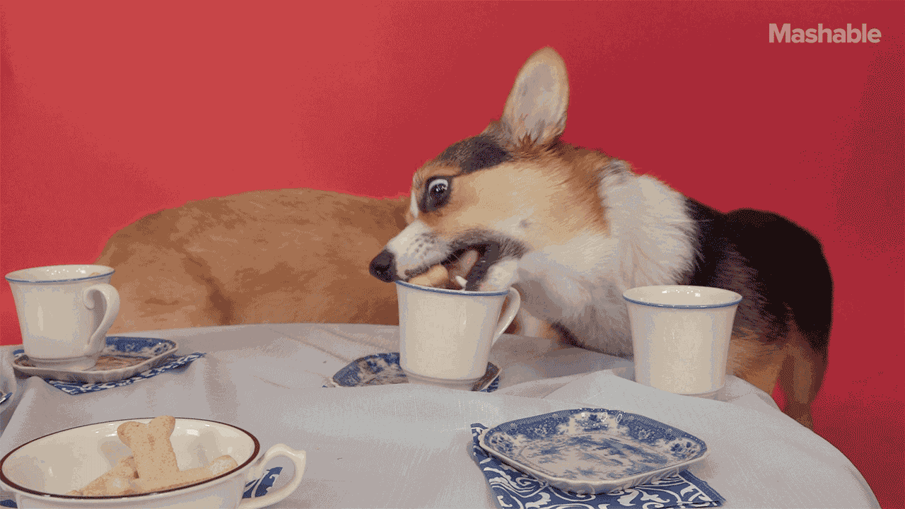 Собаки пьют чай. Корги с кофе. Собака и чай. Доброе утро корги. Чаепитие с собакой.