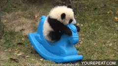 Baby Panda Gif On Gifer By Gholbisius