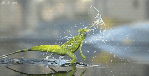 Funny Lizard Animated GIFs Collection